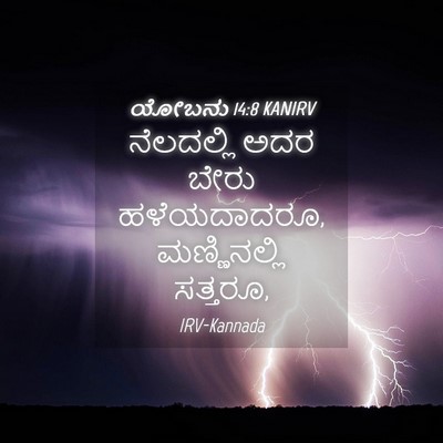 Picture 04 - ಯೋಬನು 14:8 KANIRV - ನೆಲದಲ್ಲಿ ಅದರ ಬೇರು - Bible Verse Picture