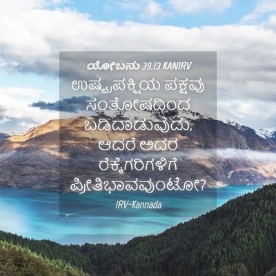Picture 04 - ಯೋಬನು 39:13 KANIRV - ಉಷ್ಟ್ರಪಕ್ಷಿಯ - Bible Verse Picture
