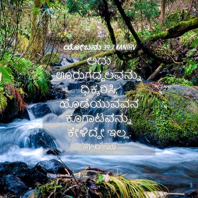 Picture 04 - ಯೋಬನು 39:7 KANIRV - ಅದು ಊರುಗದ್ದಲವನ್ನು - Bible Verse Picture