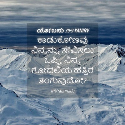 Picture 04 - ಯೋಬನು 39:9 KANIRV - ಕಾಡುಕೋಣವು - Bible Verse Picture