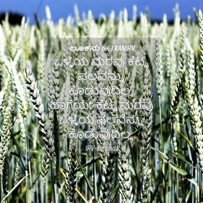 Picture 04 - ಲೂಕನು 6:43 KANIRV - ಒಳ್ಳೆಯ ಮರವು ಕೆಟ್ಟ - Bible Verse Picture