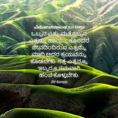 Picture 04 - ವಿಮೋಚನಕಾಂಡ 21:35 KANIRV - ಒಬ್ಬನ ಎತ್ತು - Bible Verse Picture