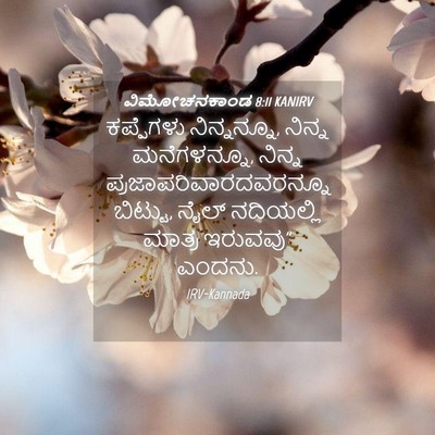 Picture 04 - ವಿಮೋಚನಕಾಂಡ 8:11 KANIRV - ಕಪ್ಪೆಗಳು - Bible Verse Picture