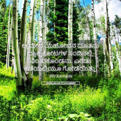 Picture 05 - ಅರಣ್ಯಕಾಂಡ 22:24 KANIRV - ಆ ಮೇಲೆ ಯೆಹೋವನ - Bible Verse Picture