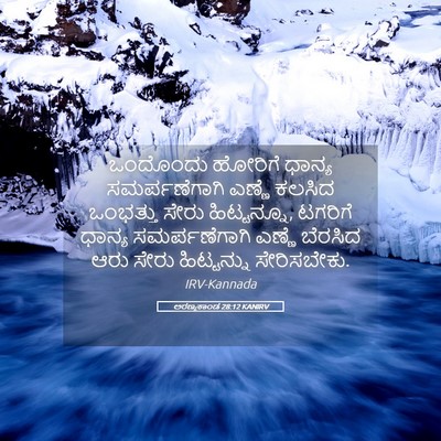 Picture 05 - ಅರಣ್ಯಕಾಂಡ 28:12 KANIRV - ಒಂದೊಂದು ಹೋರಿಗೆ - Bible Verse Picture