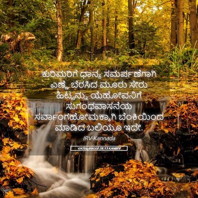 Picture 05 - ಅರಣ್ಯಕಾಂಡ 28:13 KANIRV - ಕುರಿಮರಿಗೆ ಧಾನ್ಯ - Bible Verse Picture
