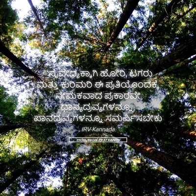 Picture 05 - ಅರಣ್ಯಕಾಂಡ 29:37 KANIRV - “‘ನೈವೇದ್ಯಕ್ಕಾಗಿ - Bible Verse Picture