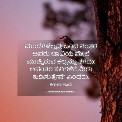 Picture 05 - ಆದಿಕಾಂಡ 29:8 KANIRV - ಮಂದೆಗಳೆಲ್ಲವು ಬಂದ - Bible Verse Picture