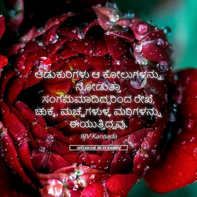 Picture 05 - ಆದಿಕಾಂಡ 30:39 KANIRV - ಆಡುಕುರಿಗಳು ಆ - Bible Verse Picture