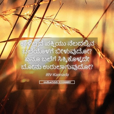 Picture 05 - ಆಮೋಸನು 3:5 KANIRV - ಕಾಳಿಲ್ಲದೆ ಪಕ್ಷಿಯು - Bible Verse Picture