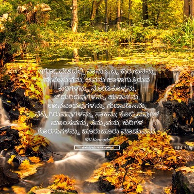 Picture 05 - ಜೆಕರ್ಯನು 11:16 KANIRV - ಇಗೋ, ದೇಶದಲ್ಲಿ ನಾನು - Bible Verse Picture