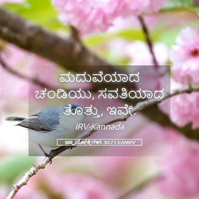 Picture 05 - ಜ್ಞಾನೋಕ್ತಿಗಳು 30:23 KANIRV - ಮದುವೆಯಾದ ಚಂಡಿಯು, - Bible Verse Picture