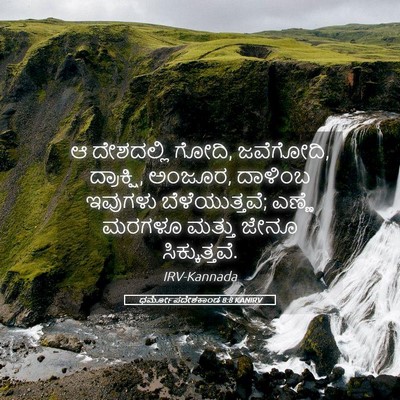 Picture 05 - ಧರ್ಮೋಪದೇಶಕಾಂಡ 8:8 KANIRV - ಆ ದೇಶದಲ್ಲಿ ಗೋದಿ, - Bible Verse Picture