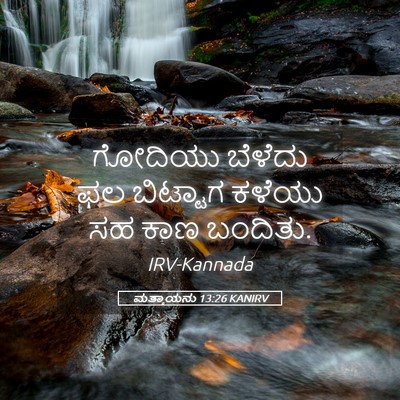 Picture 05 - ಮತ್ತಾಯನು 13:26 KANIRV - ಗೋದಿಯು ಬೆಳೆದು ಫಲ - Bible Verse Picture