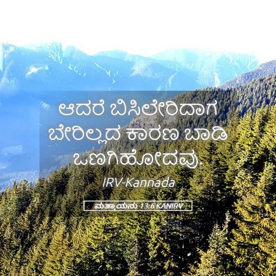 Picture 05 - ಮತ್ತಾಯನು 13:6 KANIRV - ಆದರೆ ಬಿಸಿಲೇರಿದಾಗ - Bible Verse Picture