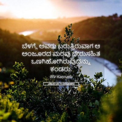 Picture 05 - ಮಾರ್ಕನು 11:20 KANIRV - ಬೆಳಗ್ಗೆ ಅವರು - Bible Verse Picture