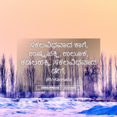 Picture 05 - ಯಾಜಕಕಾಂಡ 11:16 KANIRV - ಸಕಲವಿಧವಾದ ಕಾಗೆ, - Bible Verse Picture