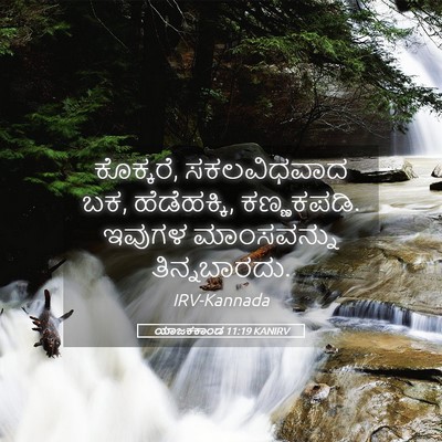 Picture 05 - ಯಾಜಕಕಾಂಡ 11:19 KANIRV - ಕೊಕ್ಕರೆ, - Bible Verse Picture