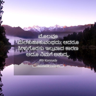 Picture 05 - ಯಾಜಕಕಾಂಡ 11:6 KANIRV - ಮೊಲವೂ - Bible Verse Picture