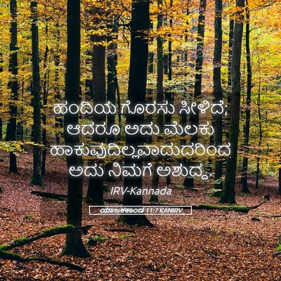 Picture 05 - ಯಾಜಕಕಾಂಡ 11:7 KANIRV - ಹಂದಿಯ ಗೊರಸು - Bible Verse Picture