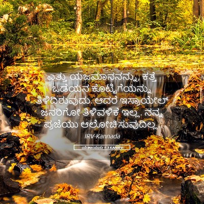 Picture 05 - ಯೆಶಾಯನು 1:3 KANIRV - ಎತ್ತು ಯಜಮಾನನನ್ನು, - Bible Verse Picture