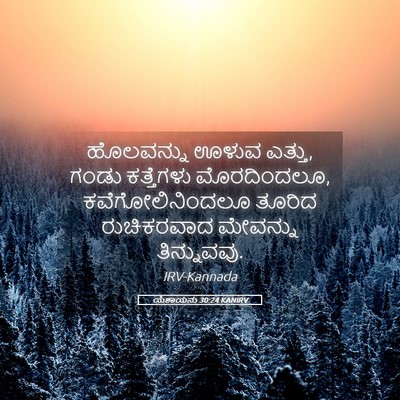 Picture 05 - ಯೆಶಾಯನು 30:24 KANIRV - ಹೊಲವನ್ನು ಊಳುವ - Bible Verse Picture
