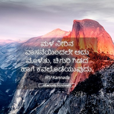 Picture 05 - ಯೋಬನು 14:9 KANIRV - ಮಳೆ ನೀರಿನ - Bible Verse Picture