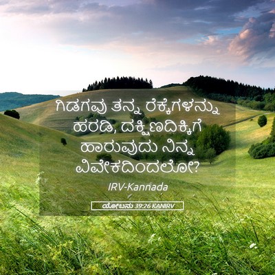 Picture 05 - ಯೋಬನು 39:26 KANIRV - ಗಿಡಗವು ತನ್ನ - Bible Verse Picture