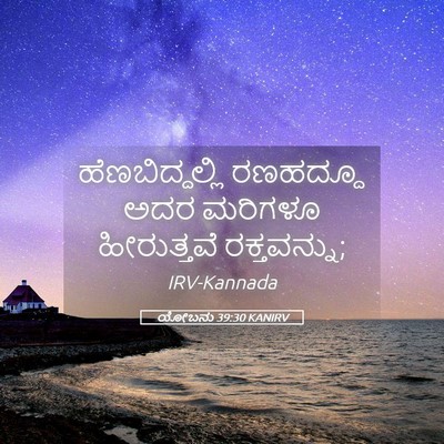 Picture 05 - ಯೋಬನು 39:30 KANIRV - ಹೆಣಬಿದ್ದಲ್ಲಿ - Bible Verse Picture