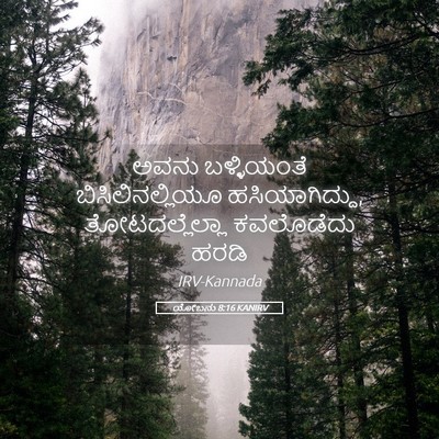 Picture 05 - ಯೋಬನು 8:16 KANIRV - ಅವನು ಬಳ್ಳಿಯಂತೆ - Bible Verse Picture