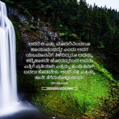 Picture 05 - ವಿಮೋಚನಕಾಂಡ 21:36 KANIRV - ಆದರೆ ಆ ಎತ್ತು - Bible Verse Picture