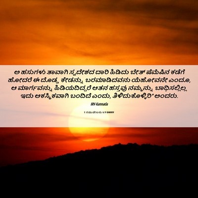 Picture 06 - 1 ಸಮುವೇಲನು 6:9 KANIRV - ಅ ಹಸುಗಳು ತಾವಾಗಿ - Bible Verse Picture