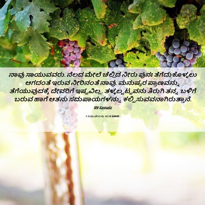 Picture 06 - 2 ಸಮುವೇಲನು 14:14 KANIRV - ನಾವು ಸಾಯುವವರು. - Bible Verse Picture