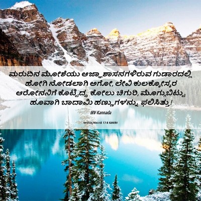 Picture 06 - ಅರಣ್ಯಕಾಂಡ 17:8 KANIRV - ಮರುದಿನ ಮೋಶೆಯು - Bible Verse Picture