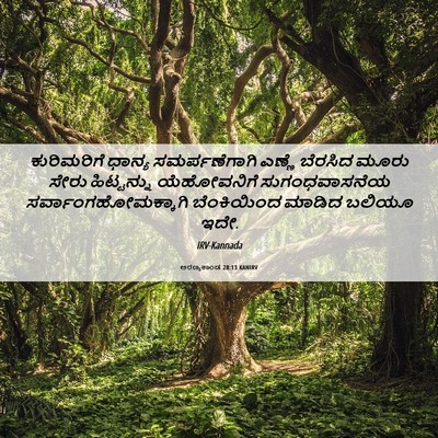 Picture 06 - ಅರಣ್ಯಕಾಂಡ 28:13 KANIRV - ಕುರಿಮರಿಗೆ ಧಾನ್ಯ - Bible Verse Picture