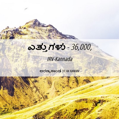 Picture 06 - ಅರಣ್ಯಕಾಂಡ 31:44 KANIRV - ಎತ್ತುಗಳು - - Bible Verse Picture