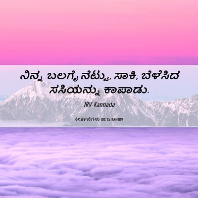 Picture 06 - ಕೀರ್ತನೆಗಳು 80:15 KANIRV - ನಿನ್ನ ಬಲಗೈ ನೆಟ್ಟು, - Bible Verse Picture