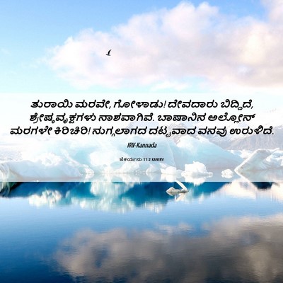 Picture 06 - ಜೆಕರ್ಯನು 11:2 KANIRV - ತುರಾಯಿ ಮರವೇ, - Bible Verse Picture