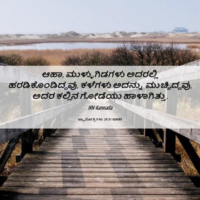 Picture 06 - ಜ್ಞಾನೋಕ್ತಿಗಳು 24:31 KANIRV - ಆಹಾ, ಮುಳ್ಳುಗಿಡಗಳು - Bible Verse Picture