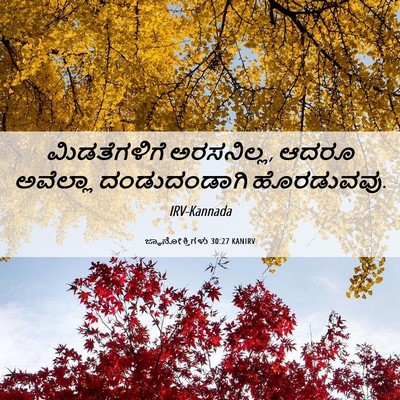 Picture 06 - ಜ್ಞಾನೋಕ್ತಿಗಳು 30:27 KANIRV - ಮಿಡತೆಗಳಿಗೆ - Bible Verse Picture