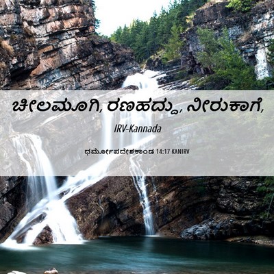 Picture 06 - ಧರ್ಮೋಪದೇಶಕಾಂಡ 14:17 KANIRV - ಚೀಲಮೂಗಿ, ರಣಹದ್ದು, - Bible Verse Picture