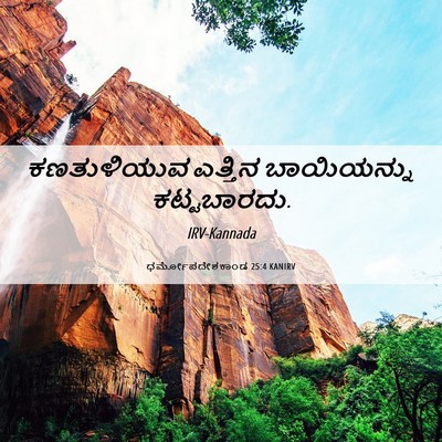 Picture 06 - ಧರ್ಮೋಪದೇಶಕಾಂಡ 25:4 KANIRV - ಕಣತುಳಿಯುವ ಎತ್ತಿನ - Bible Verse Picture