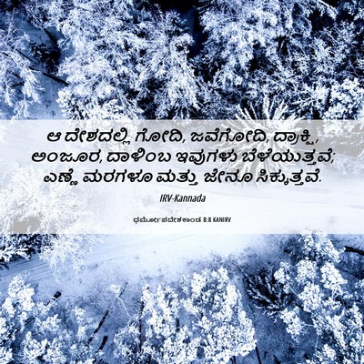 Picture 06 - ಧರ್ಮೋಪದೇಶಕಾಂಡ 8:8 KANIRV - ಆ ದೇಶದಲ್ಲಿ ಗೋದಿ, - Bible Verse Picture