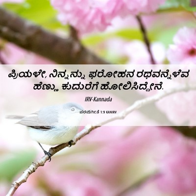 Picture 06 - ಪರಮಗೀತೆ 1:9 KANIRV - ಪ್ರಿಯಳೇ, - Bible Verse Picture