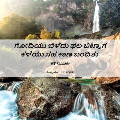 Picture 06 - ಮತ್ತಾಯನು 13:26 KANIRV - ಗೋದಿಯು ಬೆಳೆದು ಫಲ - Bible Verse Picture
