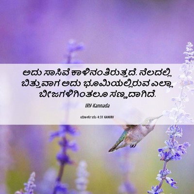 Picture 06 - ಮಾರ್ಕನು 4:31 KANIRV - ಅದು ಸಾಸಿವೆ - Bible Verse Picture