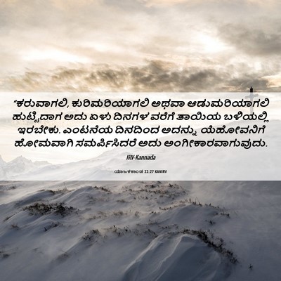 Picture 06 - ಯಾಜಕಕಾಂಡ 22:27 KANIRV - “ಕರುವಾಗಲಿ, - Bible Verse Picture
