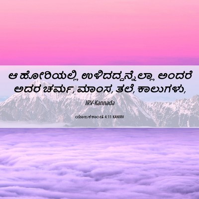 Picture 06 - ಯಾಜಕಕಾಂಡ 4:11 KANIRV - ಆ ಹೋರಿಯಲ್ಲಿ - Bible Verse Picture