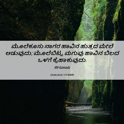 Picture 06 - ಯೆಶಾಯನು 11:8 KANIRV - ಮೊಲೆಕೂಸು ನಾಗರ - Bible Verse Picture