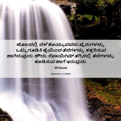Picture 06 - ಯೆಶಾಯನು 17:5 KANIRV - ಹೊಲದಲ್ಲಿ ಬೆಳೆ - Bible Verse Picture